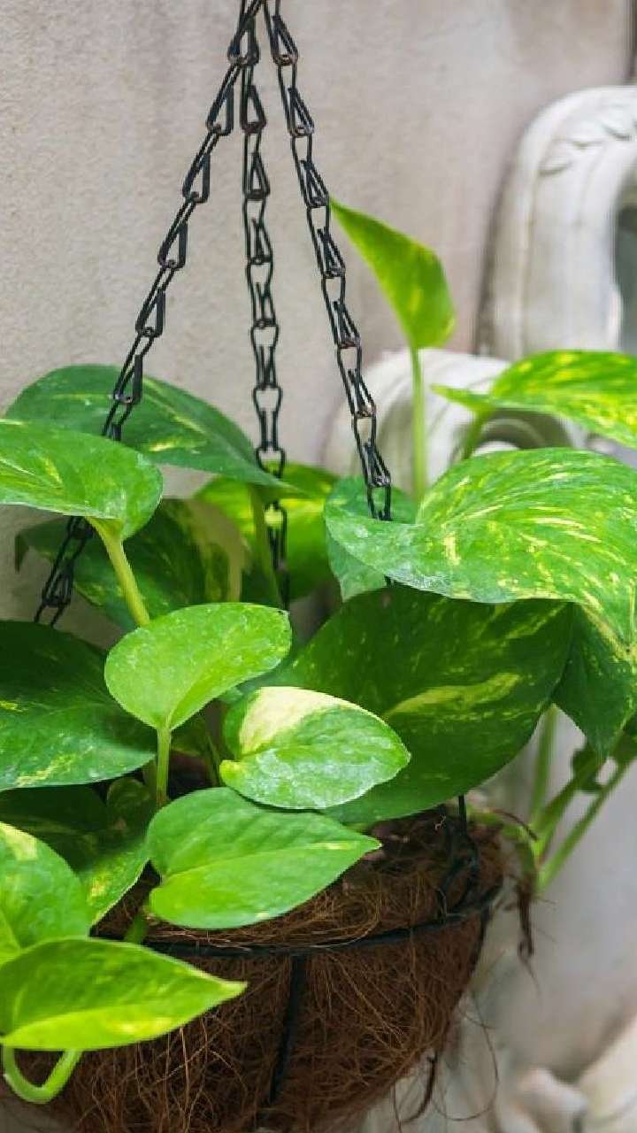 Why is this plant called money plant? learn